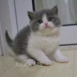 【JUDO CATS】单CFA血统  蓝白英国短毛猫  dd 英俊（已去新家）