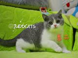 【JUDO CATS】CFA英国短毛猫DD 蓝白英短  （番茄）已去新家