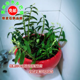 贵州赤水红杆软脚铁皮石斛丛苗三年生室内盆栽新鲜鲜条枫斗石斛