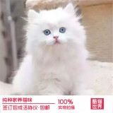 宠物活体猫咪 纯种金吉拉高地幼猫银色渐层小猫绿眼 白色