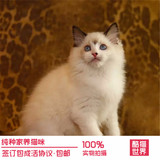 上海小猫咪宠物幼猫英短猫活体银渐层英国短毛猫银纯种英国短毛猫