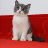 蓝白猫宠物小猫咪纯种英国短毛猫英短立耳折耳活体幼猫幼崽