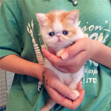 出售宠物猫加菲猫异国短毛猫红白樊活体幼猫纯种家养加菲猫预定