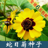 6元包邮 蛇目菊黄色进口种子 鲜花种子观赏花卉阳台小植物