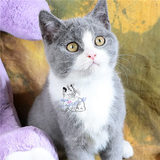 【魅迹湾】SC英短蓝猫蓝白种公活体宠物小猫咪幼猫英国短毛猫咪
