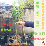 广西柳州融安优质滑皮金桔果树苗　汁多果甜可盆栽