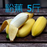 粉蕉新鲜苹果奶蕉弓蕉小米蕉香蕉广东水果海南蕉banana5斤包邮