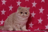 【靓梵名猫】美国CFA注册猫舍 加菲猫 异国短毛猫 纯种猫 代购猫