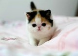 【靓梵名猫】CFA注册三花异国短毛 加菲猫 纯种猫 宠物猫 波斯猫