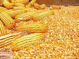 2015年农家干玉米粒玉米籽粗粮批发鸽子鸡鸭鸟宠物饲料20斤包邮