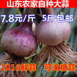 2016山东农家新鲜紫皮大蒜头 批发有机多瓣蒜 非独头  5斤包邮