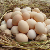 正宗苏北农家散养土鸡蛋 20枚农村自家新鲜草鸡蛋  初生蛋月子蛋