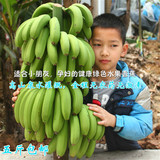 漳州特产天宝香蕉产地直发五斤包邮特价新鲜绿色水果孕妇宝宝水果