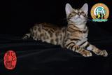 孟加拉豹猫 活体宠物猫 幼猫 空心花小豹猫玫瑰花豹萌宠实物拍摄