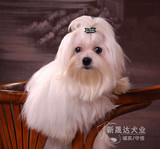 马尔济斯幼犬 纯种马尔济斯犬出售 北京宠物狗活体狗狗新晟达犬业
