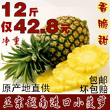新鲜水果进口越南小菠萝胜泰国小菠萝香水都乐大菠萝凤梨香甜12斤