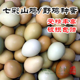 野鸡种蛋现货 七彩山鸡受精蛋 受精率高可孵化野鸡苗小山鸡 雉鸡