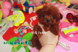 韩国泰迪犬纯种茶杯幼犬出售棕色家养超小活体袖珍贵宾宠物狗狗