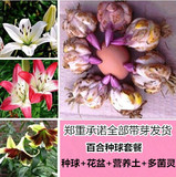 【天天特价】花卉绿植盆栽百合种球包对版香水百合花苗种子带芽