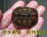 黄喉拟水龟背甲4-5厘米小青头苗石金钱龟乌龟活体北种全品石龟