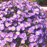 阳台庭院 花卉种子花草种子 荷兰菊种子蓝紫色 纽约紫菀花多年生