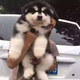 出售纯种阿拉斯加雪橇犬幼犬大型犬宠物狗活体3个月大幼犬