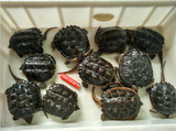 北美小鳄龟鳄鱼龟大鳄龟宠物龟水龟乌龟小鳄龟活体免邮4-13厘米