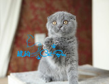 【琥珀】苏格兰折耳猫英国短毛猫蓝猫折耳MM母活体宠物有视频