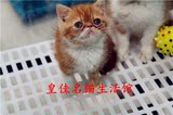 重庆名猫 异国短毛猫 加菲猫 短毛猫 活体 实体店 纯种 支付宝
