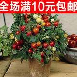 夏季种水果蔬菜四季播阳台盆栽西红柿家种进口小番茄种子夏播种