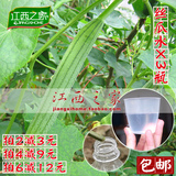 丝瓜水茎汁原液X3瓶正品农家自流法采集纯天然菜瓜水【江西之家】