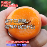 产地现采 16年农产品新鲜水果大黄杏子孕妇酸甜金太阳杏特价5斤