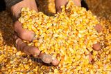 农家自产有机玉米粒 爆米花专用 250g五谷杂粮玉米粒