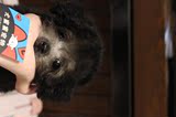 【2.11售罄】韩系家养微小烟灰色娃娃脸纯种茶杯活体贵宾泰迪幼犬