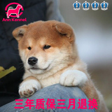 日本双血统纯种柴犬狗狗幼犬出售  漂亮甜美的忠诚宠物狗秋田犬