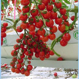 水果番茄俏美人千禧红洋梨红寿桃小番茄种子圣女果种子洋柿子种子