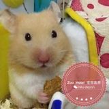 Zoo Hotel 深圳各类宠物寄养 仓鼠寄养 KKmall附近(可上门服务)