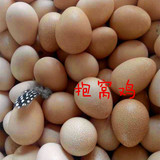珍珠鸡-特价+包邮/受精蛋/孵化/ 特禽种蛋受精率百分之85左右