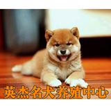 日本纯种柴犬  幼犬出售 活体狗狗宠物 专业培育 小型犬 可视频选