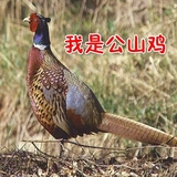 安吉山村散养七彩山鸡2.7斤生态有机山鸡包邮可发活体包活