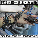 包邮15-18cm成体雨林蝎子宠物亚洲雨林蝎假帝王蝎活体送饲养手册