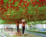 保真国家蔬菜研究中心原包装827番茄树种子]农科院酸甜美观赏水果