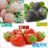 四季盆栽草莓苗 蓝色草莓苗 奶油草莓苗 海蓝之星草莓果苗 多品种