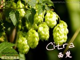 热卖自酿啤酒【西楚/Citra】香苦花（精品中的精品）家酿啤酒
