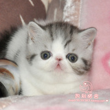【凯利猫】CFA注册异国短毛猫 纯种加菲猫宠物 银虎斑加白梵文公