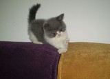 ★沪上小倩名猫馆★超级可爱的蓝白双色英国短毛猫 出售