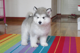 温州宠物狗幼犬出售纯种阿拉斯加/赛级阿拉斯加/阿拉斯加幼犬16