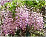 藤本花卉之王，紫藤，开花特壮观，出售两年多生苗