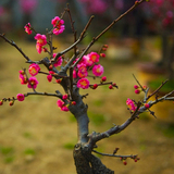 精品红梅花盆景 室内盆栽高档花卉 当年开花 红梅树桩 树桩盆景