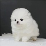 成都 英系博美证书活体小型宠物犬纯种用品 宠物食品白色成都